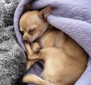 Sleep More Restfully